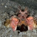 shrimp_mantis_bhr_tam_h_0100_bal5843.jpg